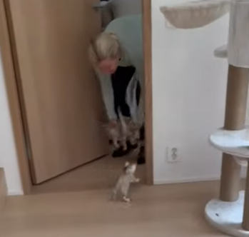 threekittens.png