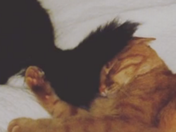 PatienceCat.png
