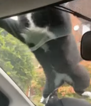 cat_tried_to_jump.png