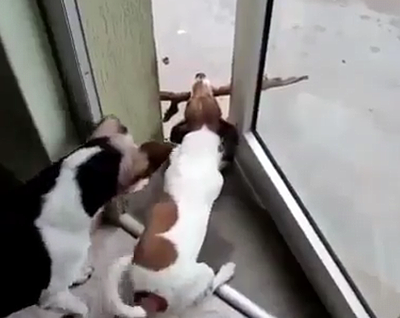Go_doggie.png