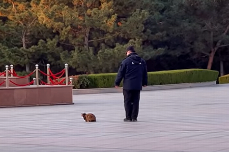 sneaks_for_cat.png