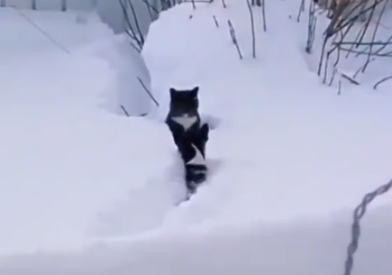 Wait_I_open_a_path.png