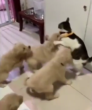 PuppyLove.png