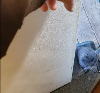DoorwayBlockingCat.png