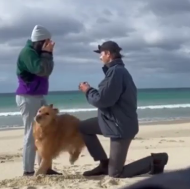 dogs_always.png