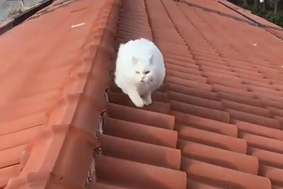 Icanhearthetippytaps.png