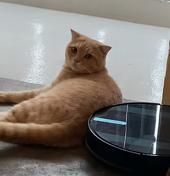 CatRefusestoMove.png