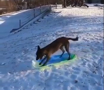 Dogridingasled.png