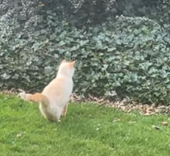 CatsareIncredibleHunters.png