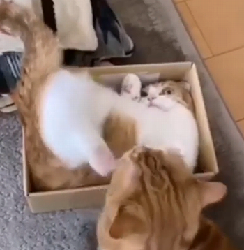 bunnykickbox.png