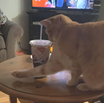 TabbyFascinated.png