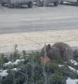 SquirrelCookie.png