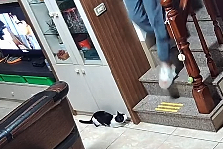 CatandGrandpa.png