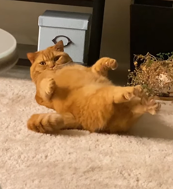 KittyCurls.png