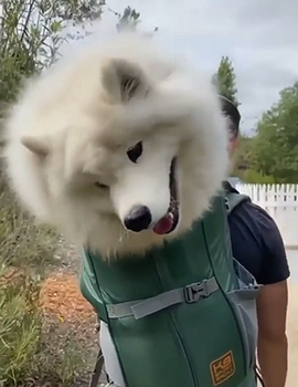 Floof.png