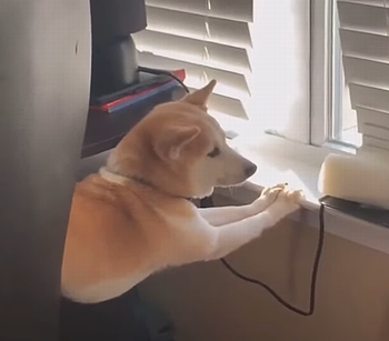 ShibainaPickle.png