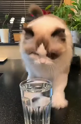 drink_ritual.png