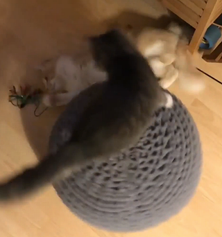 Helicoptercat.png