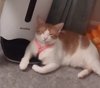 Predatorreflexes.png