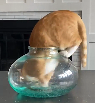 catsareliquid.png