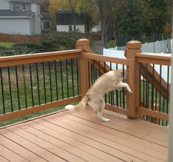 ImpatientDog.png