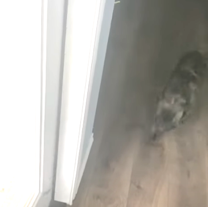 FrenchieDoesNot.png