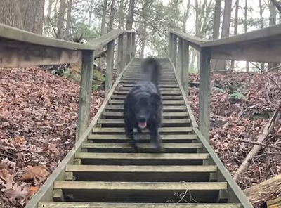 ExcitedDogHasFunnyWay.png