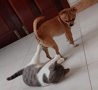 SmallDogTriestoSitonCat.png