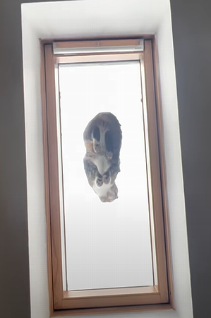 CatSpottedon.png