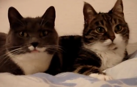 Thetwotalkingcats.png