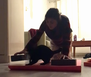 mycathatesyoga.png