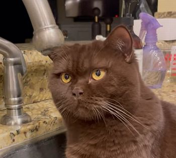 Stoiccat.jpg