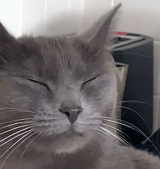 Kittycuttingonions.png