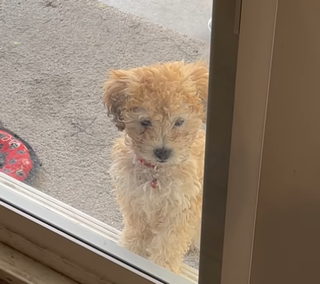 PupTeachesLittleSister.png
