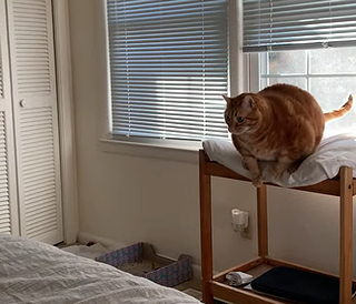 chunkycat.png