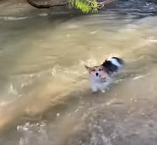 CantSwimUpRiver.png