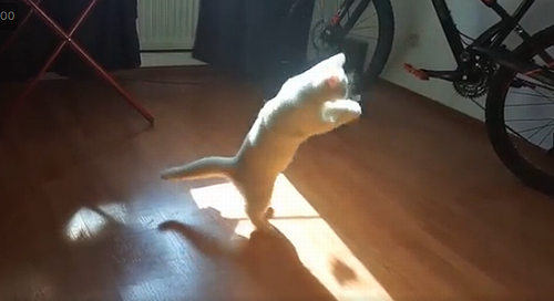 Catchingsunlight.png