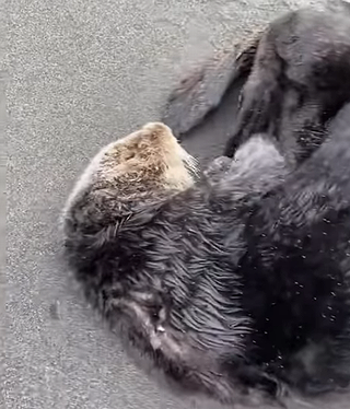 seaotter.png