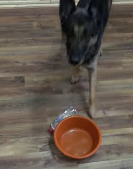 smart_doggo.png