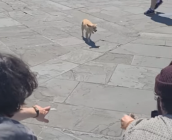 DogFetchesCash.png