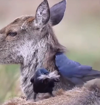 Jackdawscollectingfur.png