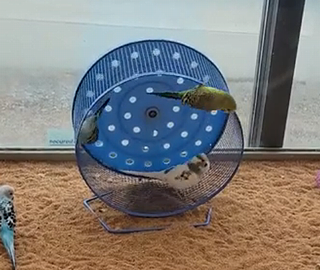 miniferriswheel.png