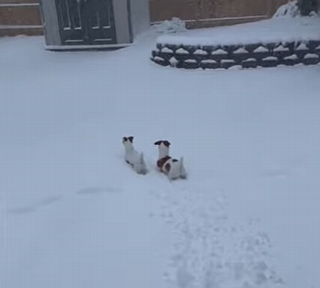 pupsRushesouttoshow.png