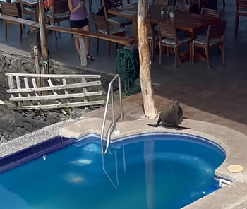 sealion.png