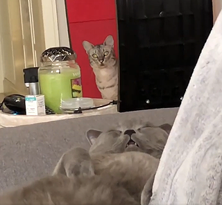 Dumbanddumber.png