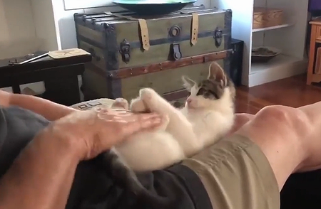 kickerkitten.png