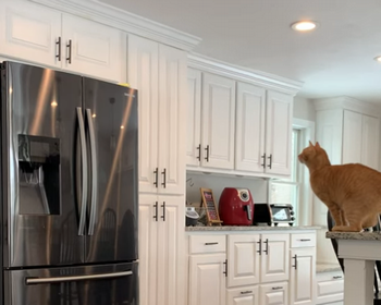 FranktheCat.png