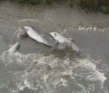 DolphinsStrandFeeding.png