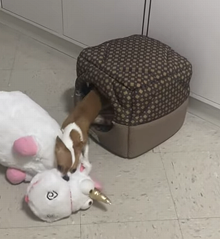LittleDogWithLargeToy.png