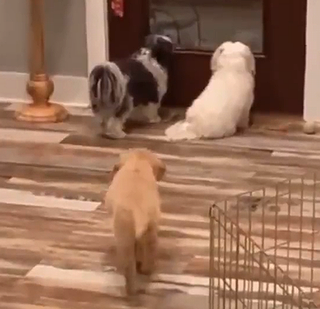 SneakLevel1000.png